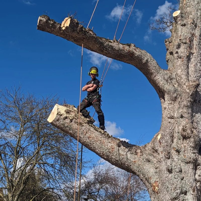 Tree-Surgery-Deal-Kent