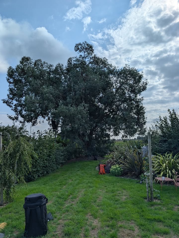 Tree Guys Kent