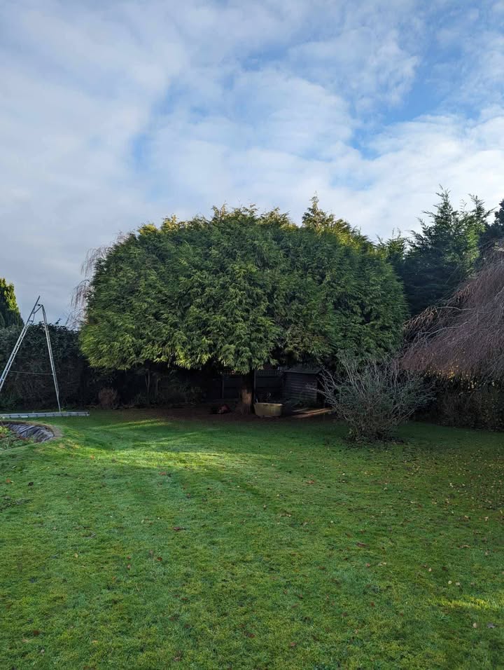 Tree Guys Kent