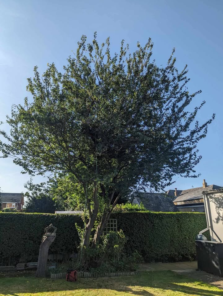 Tree Guys Kent