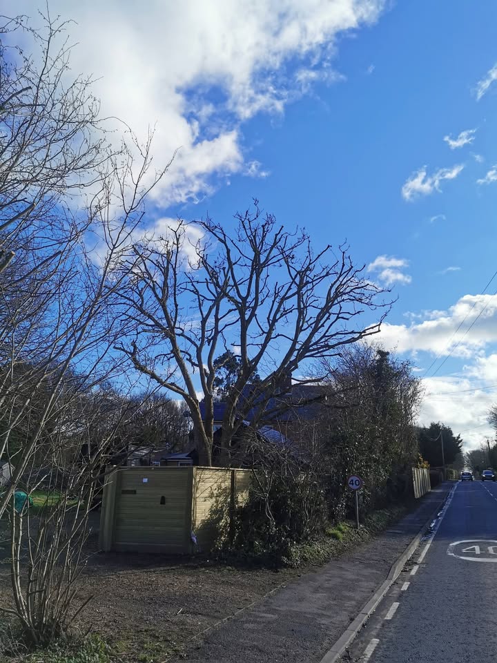Tree Guys Kent